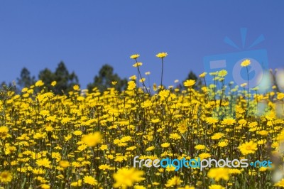 Hill Of Yellow Marigold Flowers Stock Photo