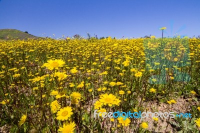 Hill Of Yellow Marigold Flowers Stock Photo