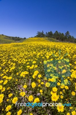 Hill Of Yellow Marigold Flowers Stock Photo