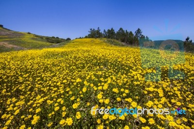 Hill Of Yellow Marigold Flowers Stock Photo