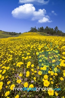 Hill Of Yellow Marigold Flowers Stock Photo