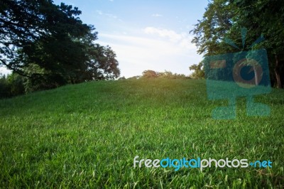 Hillside Lawn With Evening Sun Stock Photo