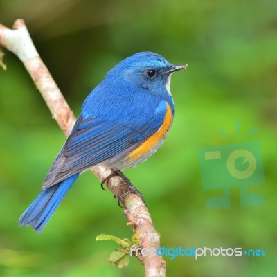 Himalayan Bluetail Bird Stock Photo