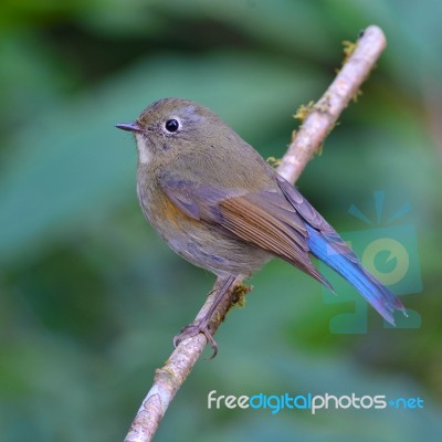 Himalayan Bluetail Bird Stock Photo