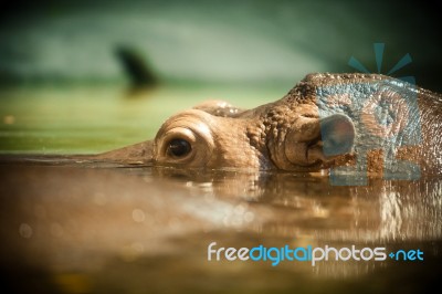 Hippo Stock Photo