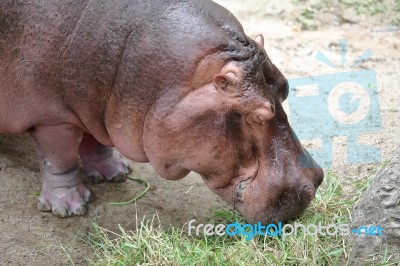 Hippo Eating Fresh Green Grass Stock Photo