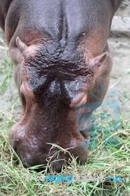 Hippo Eating Fresh Green Grass Stock Photo