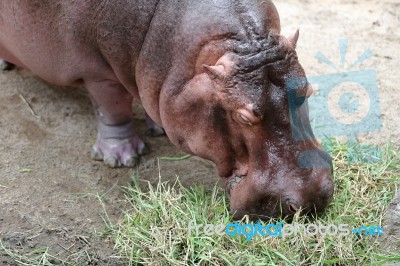 Hippo Eating Fresh Green Grass Stock Photo