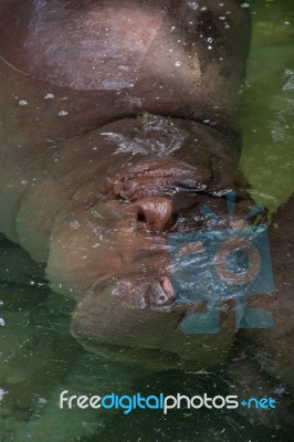 Hippo In Water Stock Photo