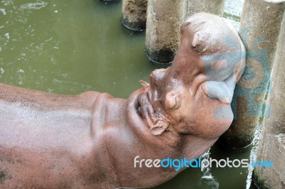 Hippo Resting In Water Stock Photo