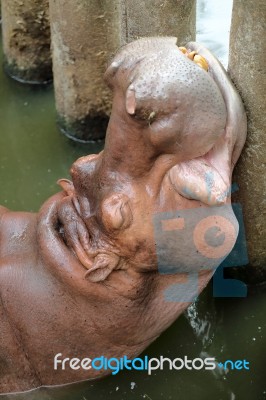 Hippo Resting In Water Stock Photo