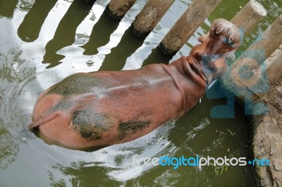 Hippo Resting In Water Stock Photo