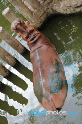 Hippo Resting In Water Stock Photo