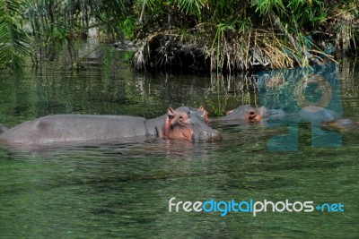 Hippopotamus Stock Photo