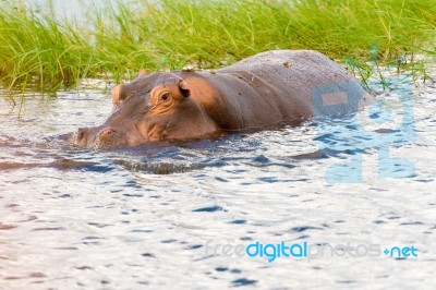 Hippopotamus Stock Photo