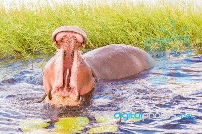 Hippopotamus Stock Photo