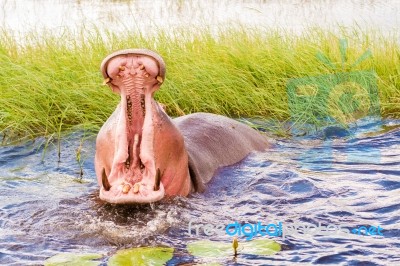 Hippopotamus Stock Photo