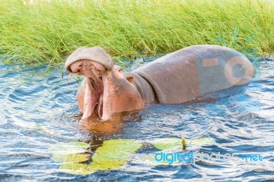 Hippopotamus Stock Photo