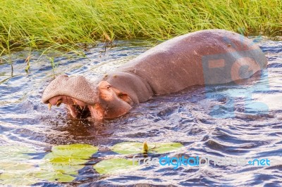 Hippopotamus Stock Photo