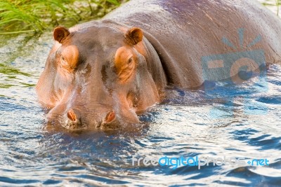 Hippopotamus Stock Photo