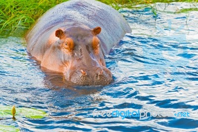 Hippopotamus Stock Photo