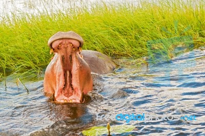 Hippopotamus Stock Photo