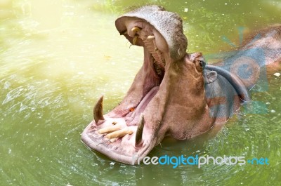 Hippopotamus Stock Photo