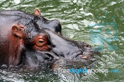 Hippopotamus Stock Photo