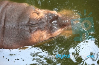 Hippopotamus Floating Stock Photo