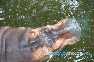 Hippopotamus Floating Stock Photo