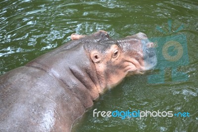 Hippopotamus Floating Stock Photo