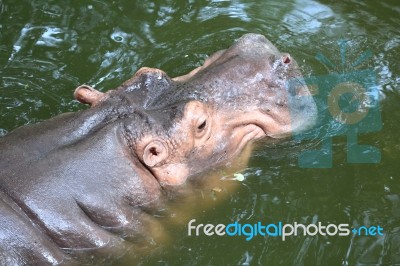 Hippopotamus Floating Stock Photo