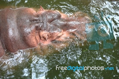 Hippopotamus Floating Stock Photo