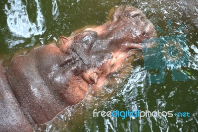 Hippopotamus Floating Stock Photo