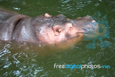 Hippopotamus Floating Stock Photo