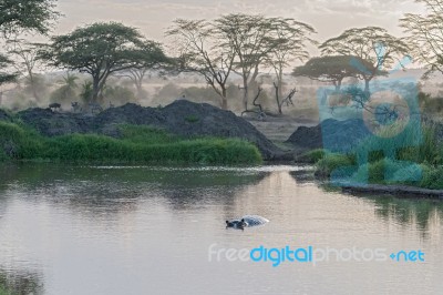 Hippopotamus In Serengeti Stock Photo