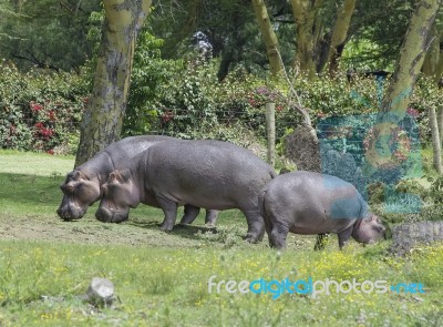 Hippopotamus In The Wild Stock Photo