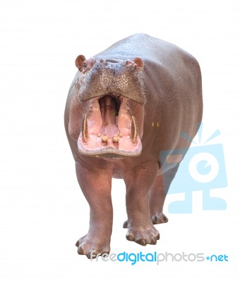 Hippopotamus Isolated Stock Photo