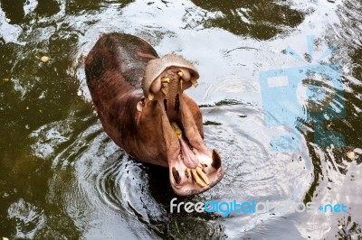 Hippopotamus Open Mouth In Water Stock Photo