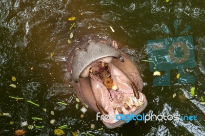 Hippopotamus Open Mouth In Water Stock Photo