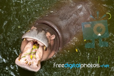 Hippopotamus Open Mouth In Water Stock Photo