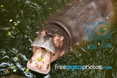 Hippopotamus Open Mouth In Water Stock Photo