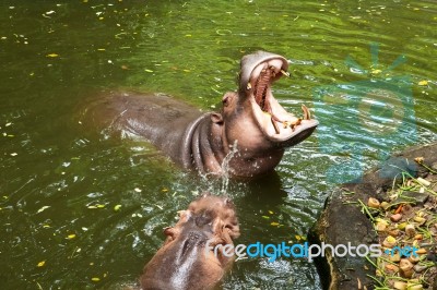 Hippopotamus Open Mouth In Water Stock Photo