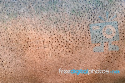 Hippopotamus Skin Stock Photo