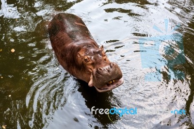 Hippopotamus Standing In Water Stock Photo