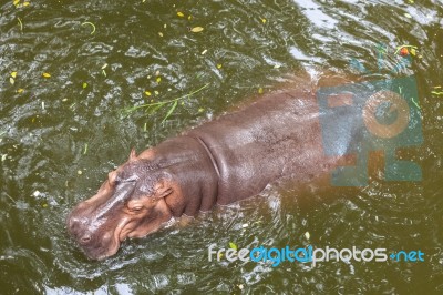 Hippopotamus Swimming In Water Stock Photo