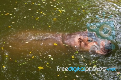 Hippopotamus Swimming In Water Stock Photo