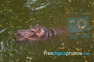 Hippopotamus Swimming In Water Stock Photo