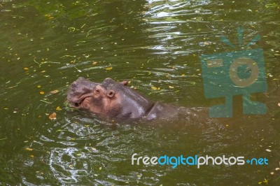 Hippopotamus Swimming In Water Stock Photo