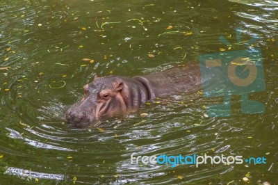 Hippopotamus Swimming In Water Stock Photo